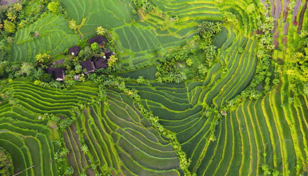 Bali: Tanah Lot, Jatiluwih Terrace, & Ulundanu Beratan Tour - Optional Add-ons