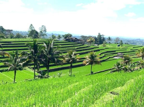 Bali: Tanah Lot, Jatiluwih Terrace, & Ulundanu Beratan Tour - Transportation and Accessibility