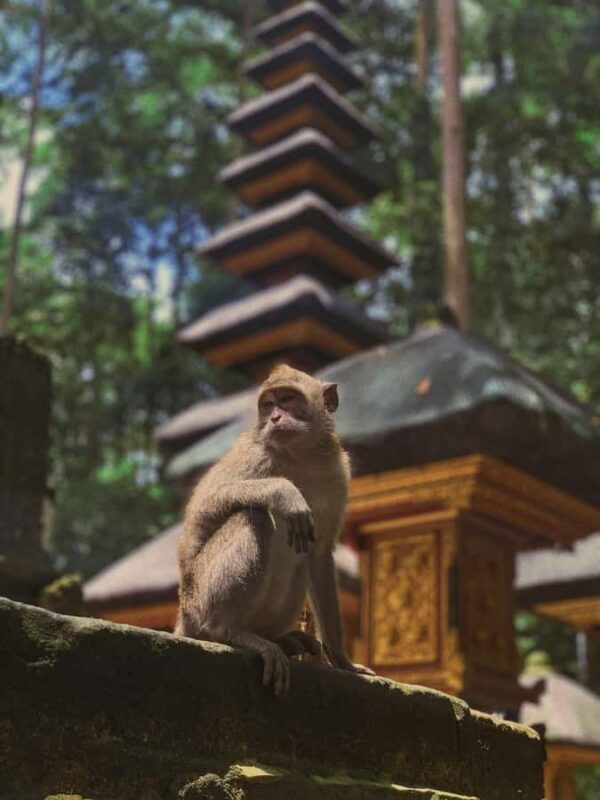 Bali: Tanah Lot, Monkey Forest, & Waterfalls Full-day Tour - Sangeh Monkey Forest: Calm Sanctuary with Playful Residents