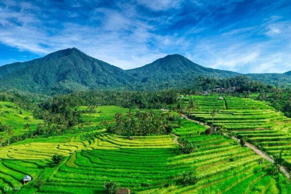 Bali: Tanah Lot Temple, Jatiluwih, Coffee, Taman Ayun Temple - Customer Reviews