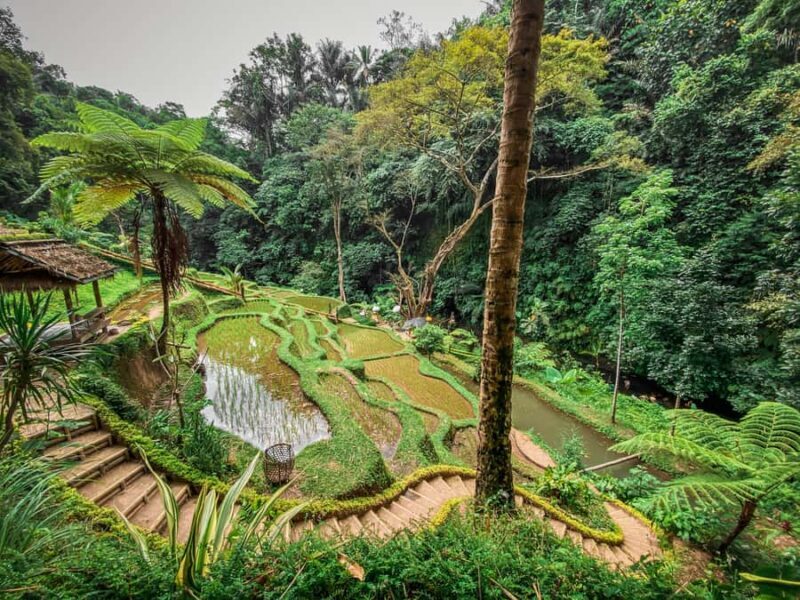Bali: Taro Village and Holy Spring Water Temple Tour - Good To Know