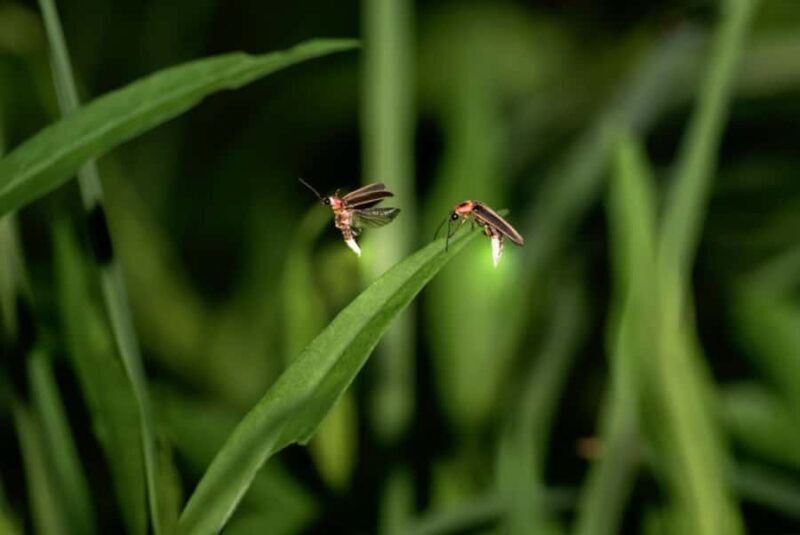 Bali: Taro Village Cycling Tour with Magical Night Fireflies - FAQ