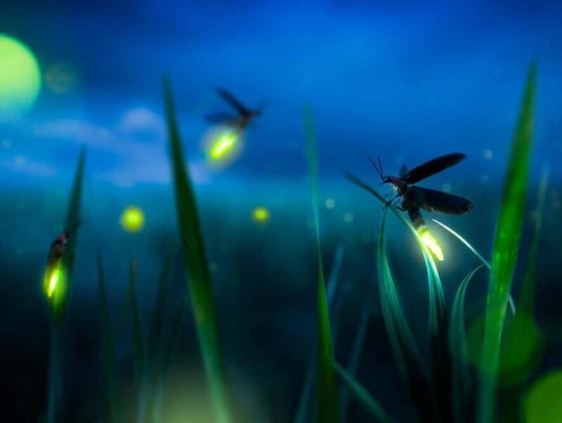 Bali: Taro Village Cycling Tour with Magical Night Fireflies - Good To Know