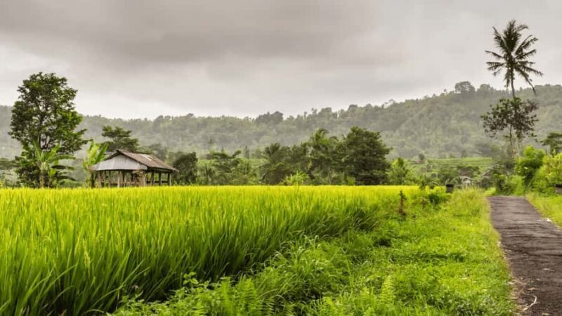 Bali: Telaga Waja Rafting, Sidemen Trek & Coffee Tour - Practical Tips and Insights