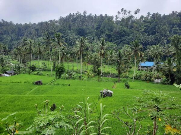 Bali: Telaga Waja River Rafting With Hotel Transfers - Best Time to Go Rafting