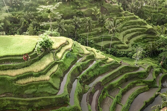 Bali Tour : Best Attractions in Ubud With Rice Terrace - Ubud: A Cultural and Natural Paradise