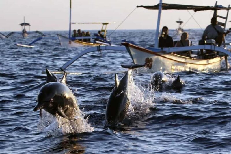 Bali Tour: Ethical Dolphin Swim Experience in Lovina - Who Should Choose This Tour?