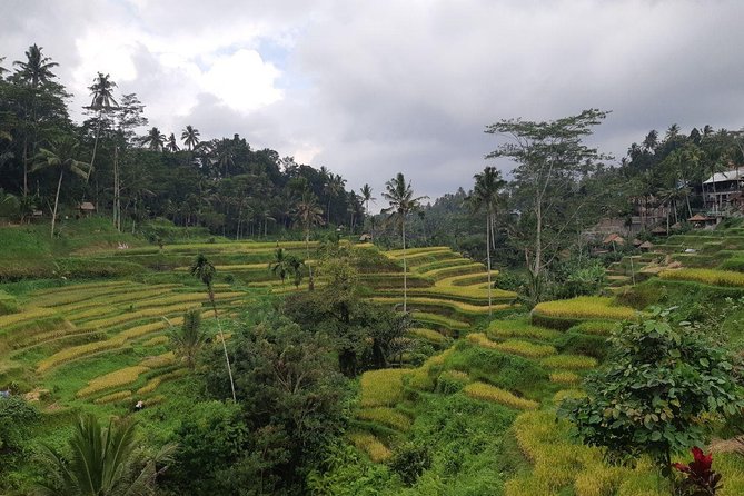 Bali Tour: Ubud Most Popular Place - Tour Location