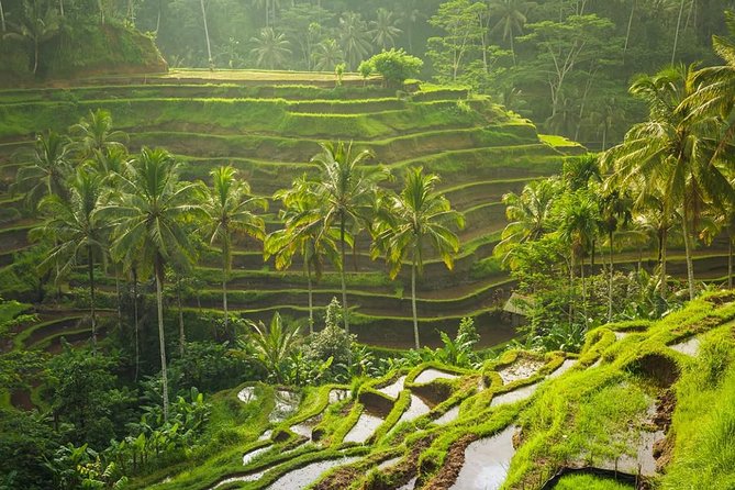 Bali Tribal Private Tour - Experience the Best of Ubud, Bali - Itinerary Overview