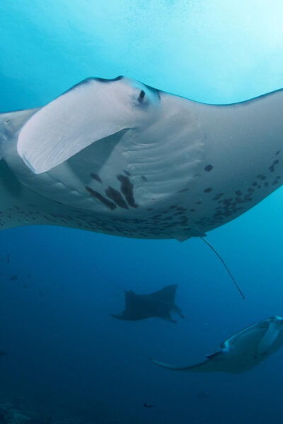 Bali: Try Scuba Diving Day Trip to Nusa Penida Pool+2 Dives - Booking and Cancellation Policy