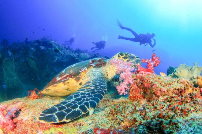 Bali: Tulamben Bay Beginners Dive Experience - Convenient Logistics and Amenities