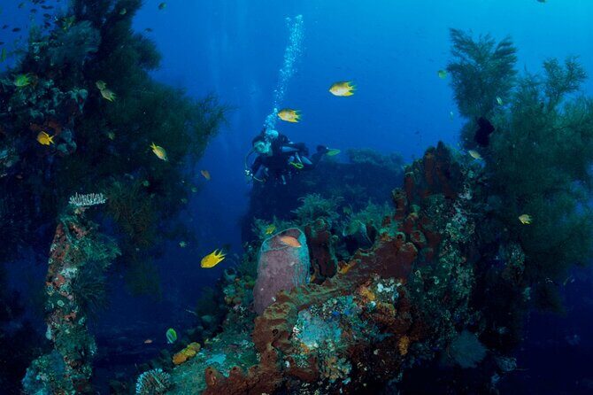 Bali: Tulamben Scuba Diving at USS Liberty Shipwreck - Good To Know