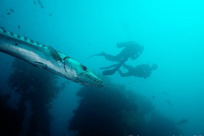 Bali: Tulamben Scuba Diving at USS Liberty Shipwreck - Who Should Consider This Tour?