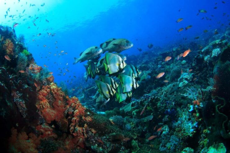 Bali: Tulamben USAT Liberty Wreck Scuba Diving - Activity Details