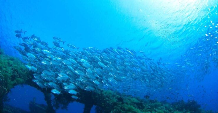 Bali: Tulamben USAT Liberty Wreck Scuba Diving - Highlights of the Dive