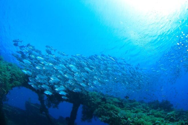 Bali: Tulamben USAT Liberty Wreck Scuba Diving - Tour Description