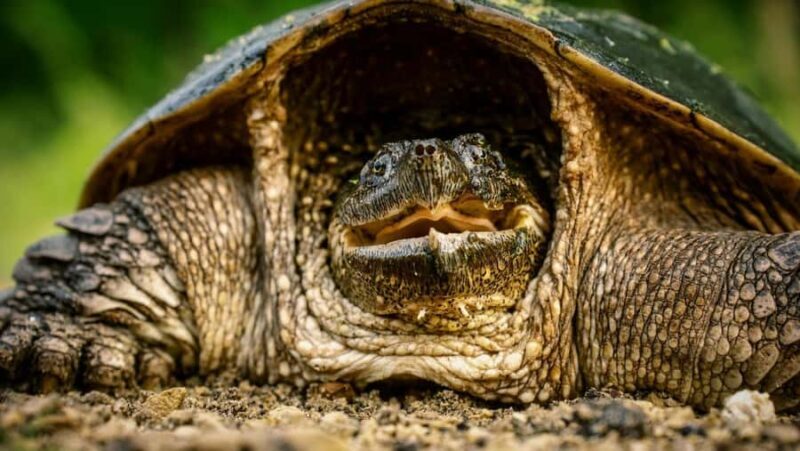 Bali: Turtle Conservation and Education Center Tour - FAQs