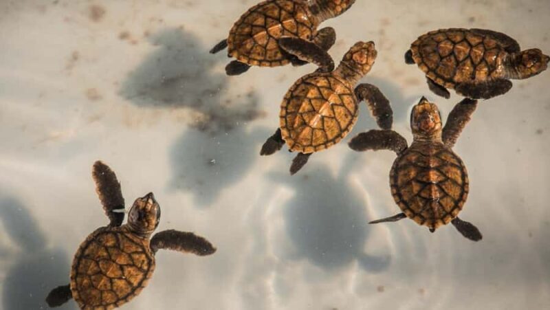 Bali: Turtle Conservation and Education Center Tour - Good To Know