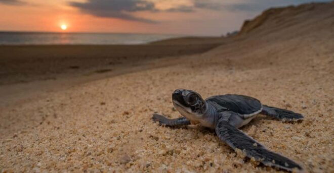 Bali: Turtle Conservation and Education Tour & Local Market - Itinerary Highlights