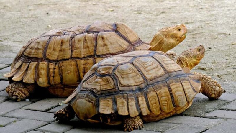 Bali: Turtle Conservation, GWK, Melasti Beach & Uluwatu - Melasti Beach: Relaxing on Bali’s Scenic Shoreline