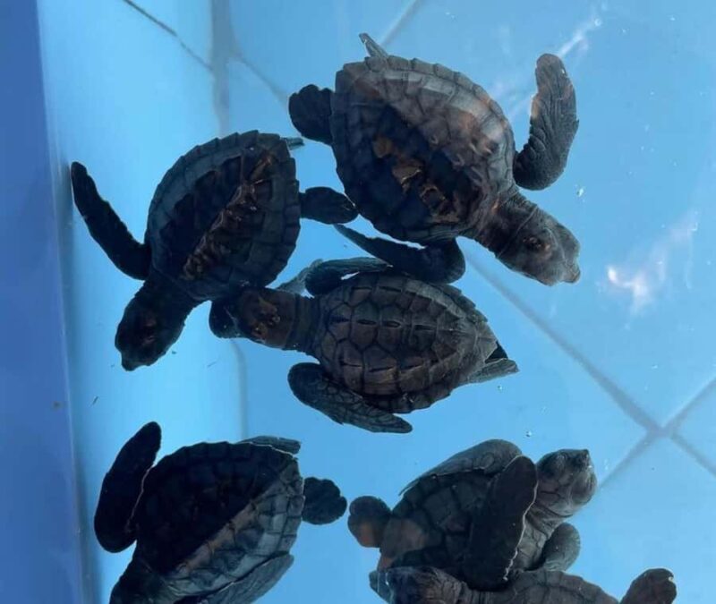 Bali: Turtle Conservation Visit & Island Land Tour - Why This Tour Stands Out