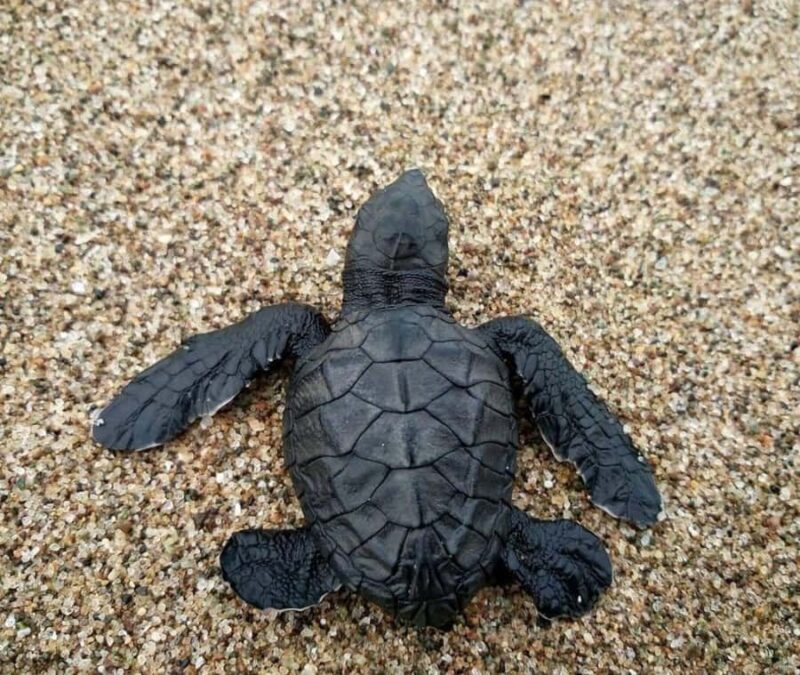 Bali: Turtle Conservation Visit & Island Land Tour - Practical Details and Logistics