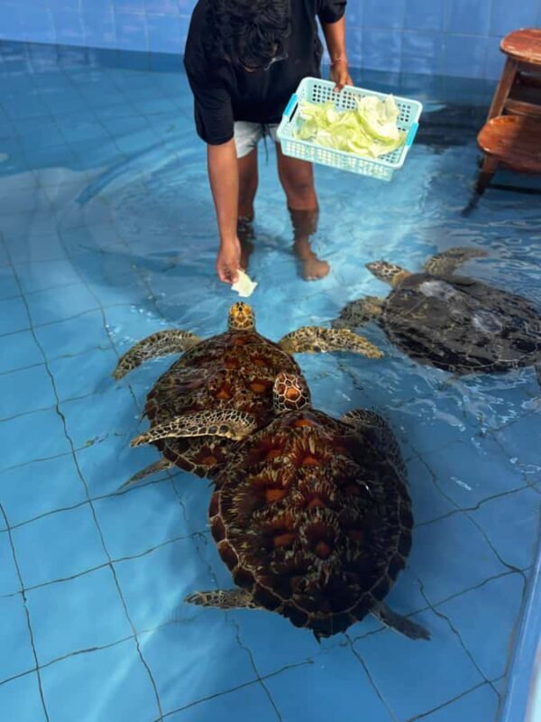 Bali: Turtle Conservation Visit & Island Land Tour - Authentic Encounters and Practical Tips