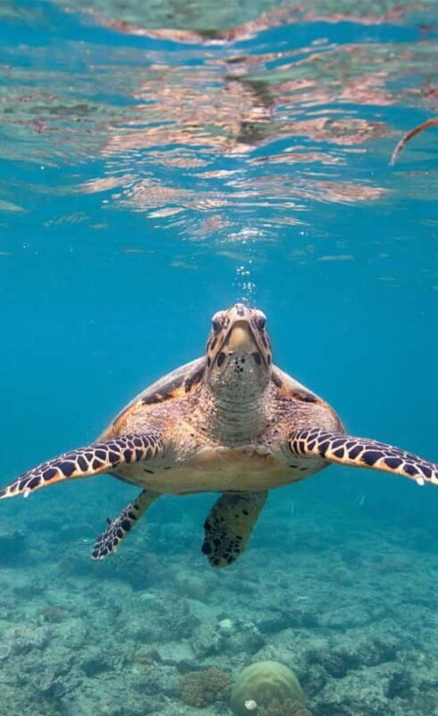 Bali: Turtle Island, and Beaches - Private Tour - Who Is This Tour Best Suited For?