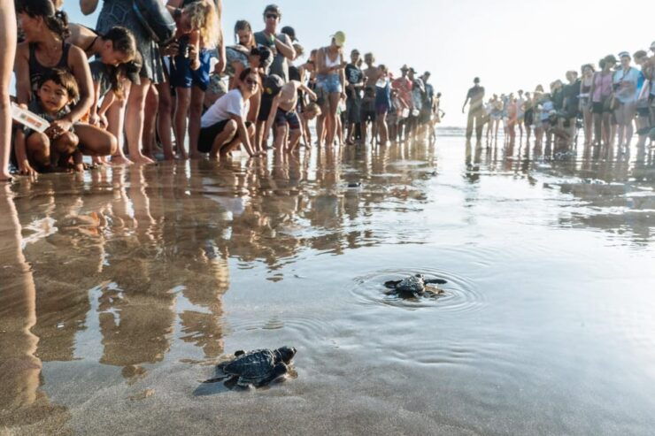 Bali: Turtle Release And Watersport Activities By Option - Key Points