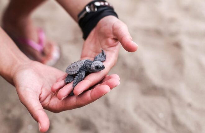 Bali: Turtle Release And Watersport Activities By Option - Conservation Efforts
