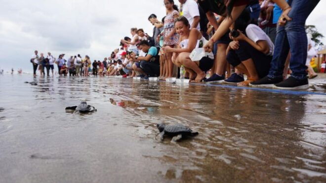 Bali: Turtle Release And Watersport Activities By Option - Inclusions and What to Bring