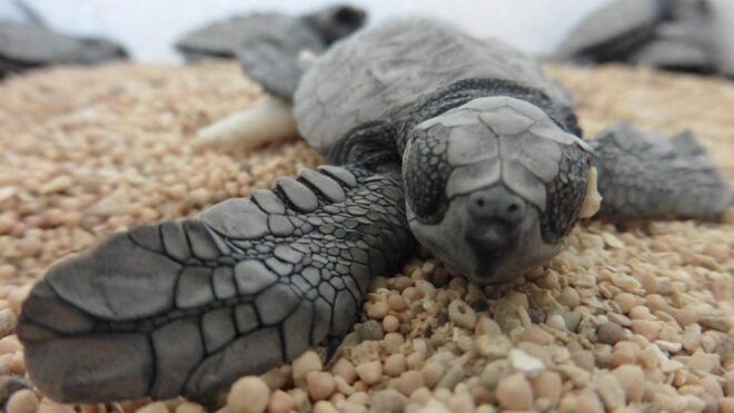 Bali: Turtle Release And Watersport Activities By Option - Customer Reviews and Ratings