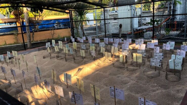 Bali: Turtle Sanctuary Education Visit Experiences - Good To Know