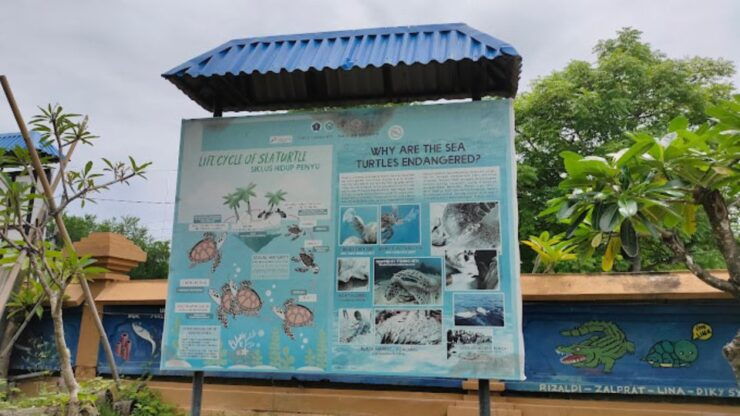 Bali: Turtle Sanctuary Education Visit Experiences - Experience Highlights