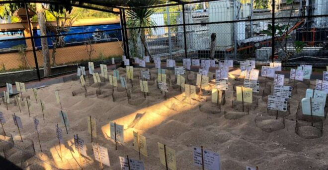 Bali: Turtle Sanctuary Education Visit Experiences - Inclusions