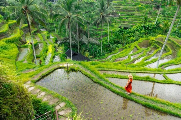 Bali: Ubud and Kintamani Viewpoint Opt. Swing & Buffet Lunch - Itinerary Highlights