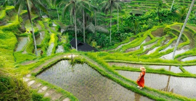 Bali: Ubud and Kintamani Viewpoint Opt. Swing & Buffet Lunch - Inclusions and Exclusions