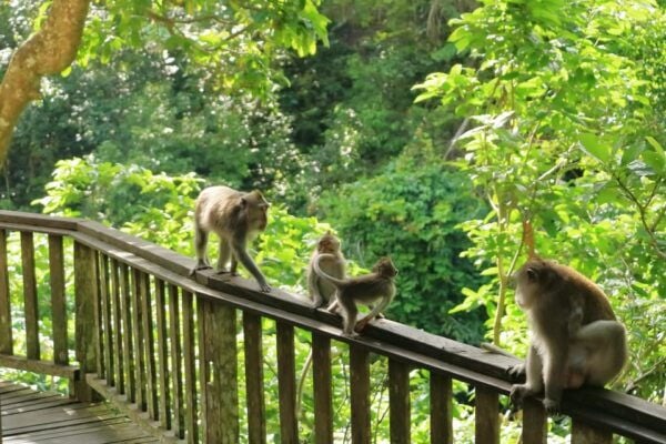 Bali: Ubud and Kintamani Viewpoint Opt. Swing & Buffet Lunch - Additional Activities Options