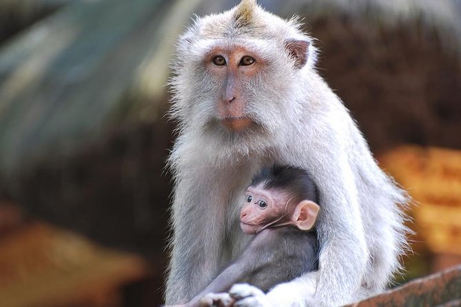 Bali Ubud and Volcano Day Tours - Sacred Monkey Forest Sanctuary Visit