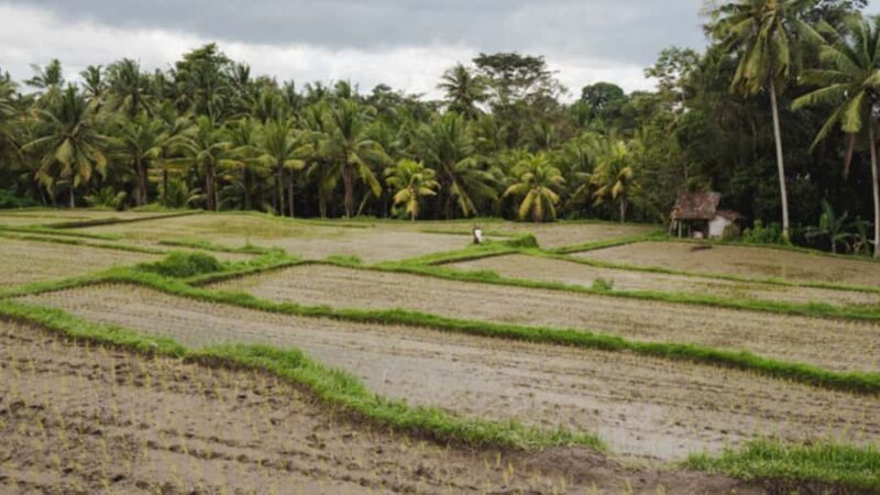 Bali: Ubud Culture and Adventure Tour with Waterfall - Final Thoughts: Is This Tour Worth It?