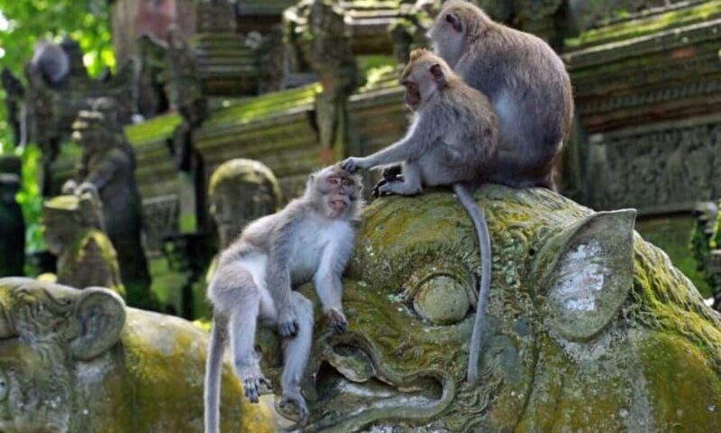 Bali: Ubud Customize Tour with Lunch & Coffee Tasting - Good To Know