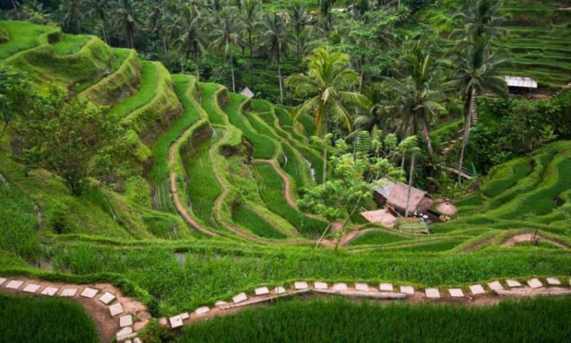 Bali: Ubud Customize Tour with Lunch & Coffee Tasting - Good To Know