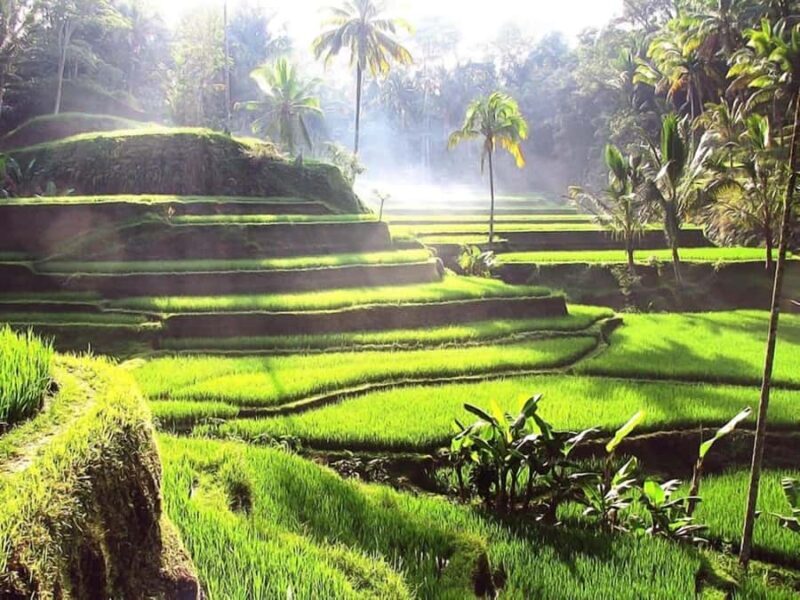 Bali: Ubud Day Tour with Swing and Zipline - Transport, Timing, and Overall Value