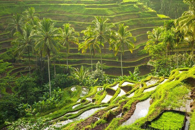Bali Ubud Excursion from Benoa Port  All Inclusive Private Tour - Tegalalang Rice Terrace: Iconic Views