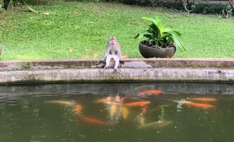 Bali: Ubud Full-Day Cultural and Nature Tour - Good To Know