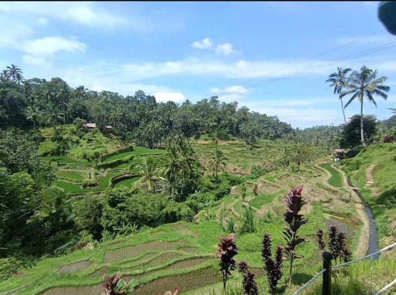 Bali: Ubud Full-Day Cultural and Nature Tour - Who Is This Tour Best For?