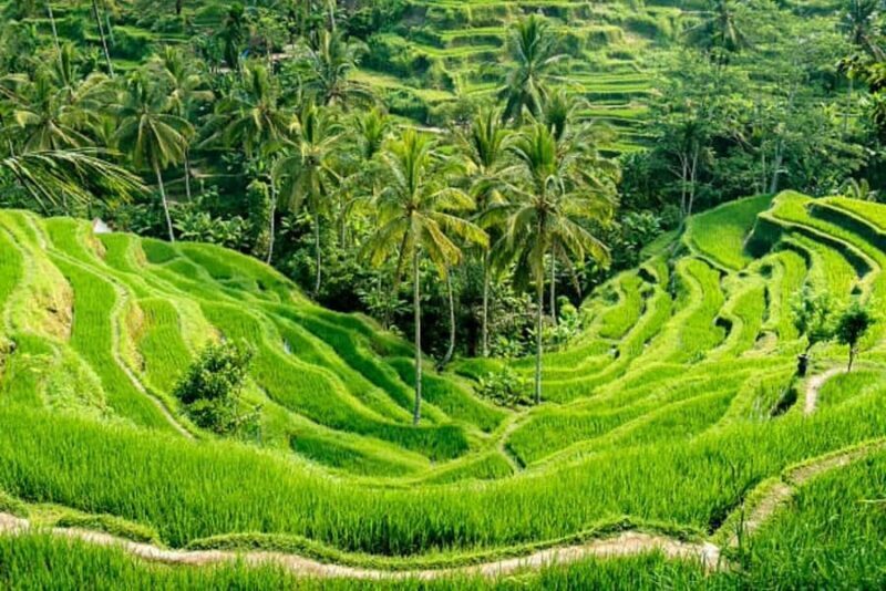 Bali: Ubud Full-Day Tour with Entry Tickets & Guide - Exploring the Bali: Ubud Full-Day Tour with Entry Tickets & Guide