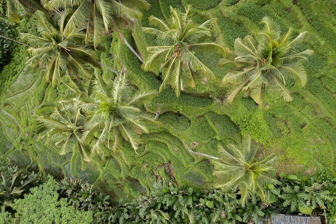 Bali Ubud : Full or Half Day Private Adventure Tour - Detailed Breakdown of the Tour Experience