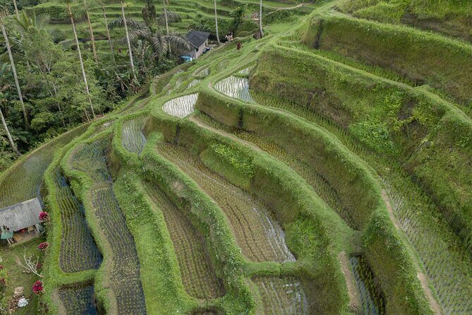 Bali Ubud : Full or Half Day Private Adventure Tour - Price and Value