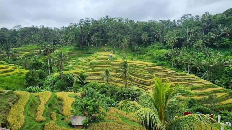 Bali: Ubud Highlight Tour With Flexible Itinerary Options - Good To Know